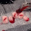 Halloween Blood Short Nails - Image 2